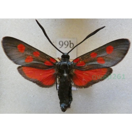 Zygaena angelicae Ochsenheimer, 1808 Kraśnik dzięgielowiec Deutschland99b
